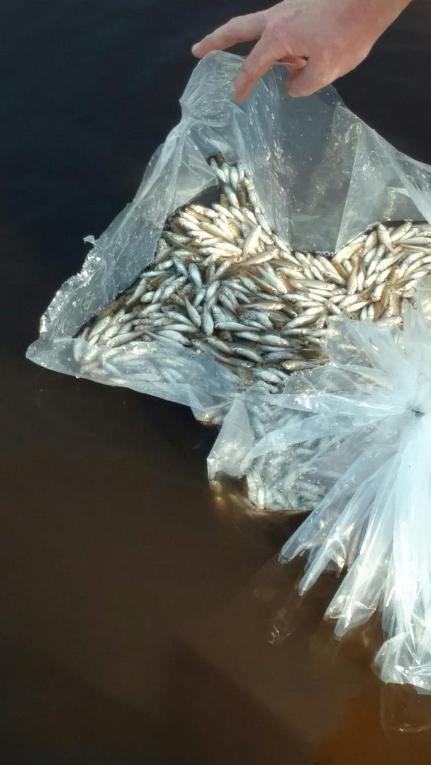 Fathead minnows, is this an acceptable dead loss? Pond Boss Forum